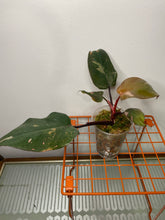 Load image into Gallery viewer, Philodendron Pink Princess!
