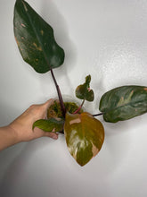Load image into Gallery viewer, Philodendron Pink Princess!
